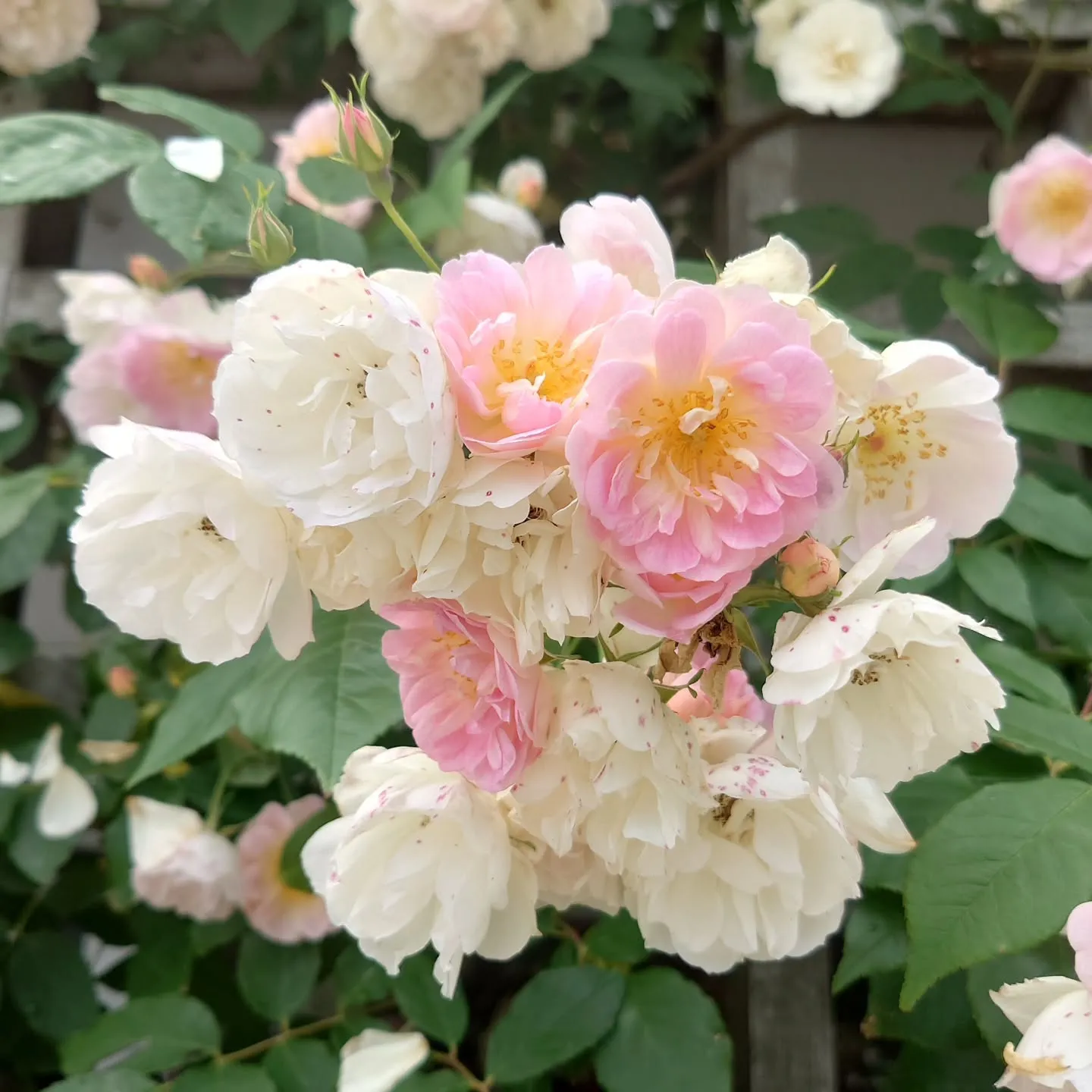 毎年の恒例の、新潟県カーブドッチビネスパに2泊してきました。