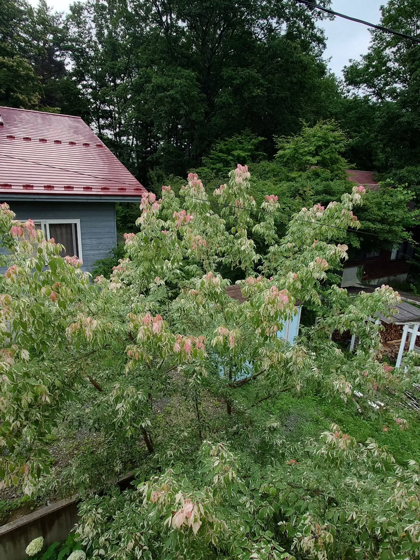 お山のお家のメインツリー