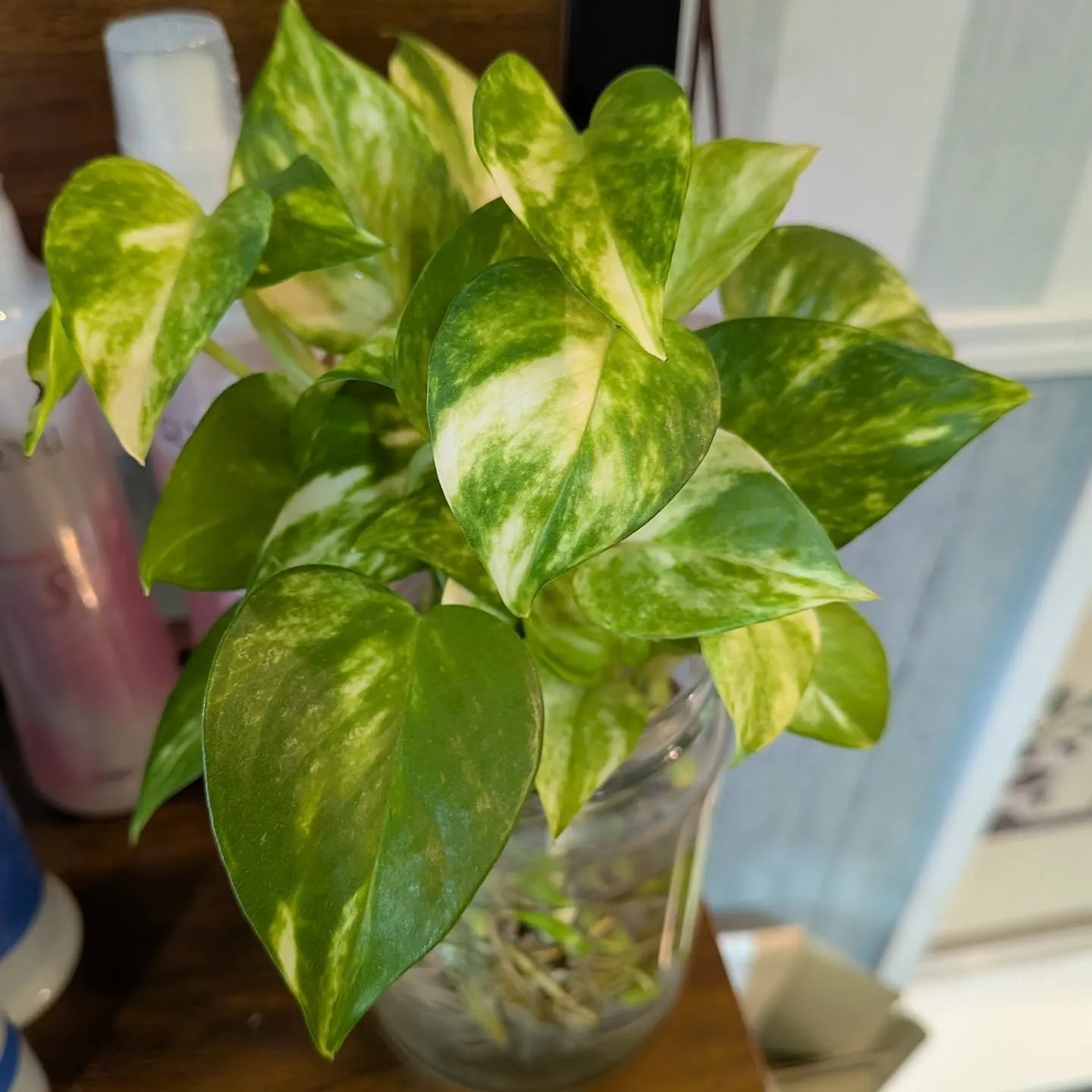 お客様から頂いたポトス。